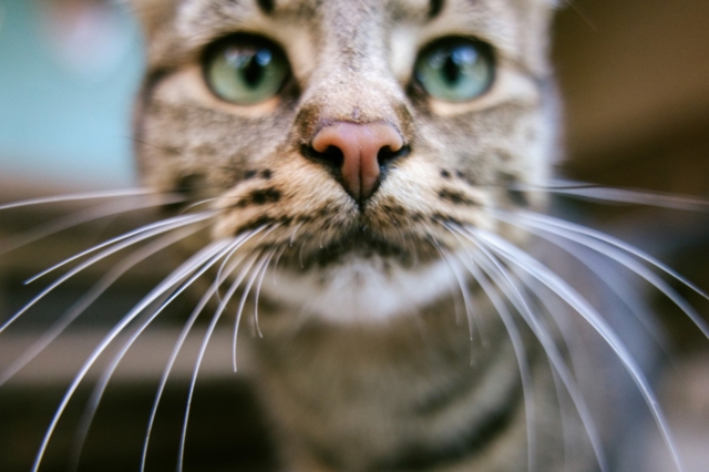 Το να έχεις γάτα συνδέεται με αυξημένο κίνδυνο σχιζοφρένειας