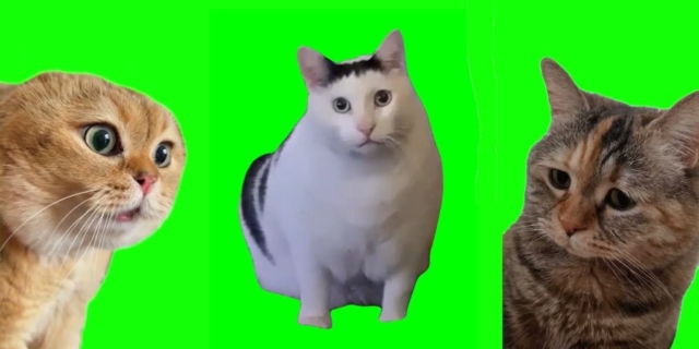 8 memes με γάτες που έγιναν viral το 2023