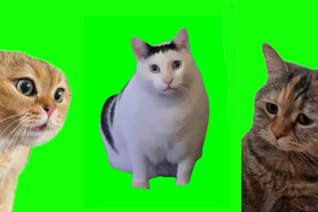 8 memes με γάτες που έγιναν viral το 2023