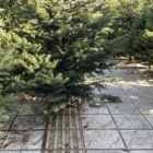 Τα δέντρα στο Πεδίον του Άρεως στήνονται πάνω στις διαβάσεις τυφλών