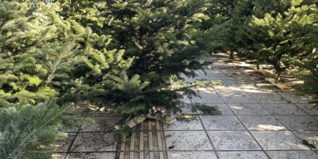 Τα δέντρα στο Πεδίον του Άρεως στήνονται πάνω στις διαβάσεις τυφλών