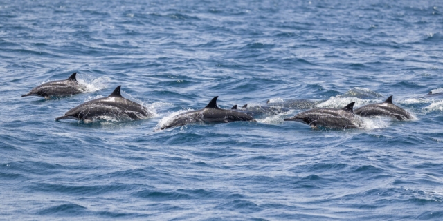 Δελφίνια