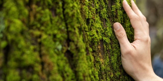 Ο ρόλος των “πράσινων γαιών” για την πράσινη μετάβαση