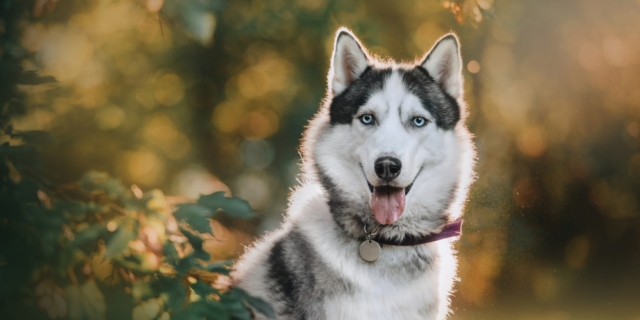 Αράχωβα: Εξελίξεις εντός της ημέρας για το νεκρό χάσκι