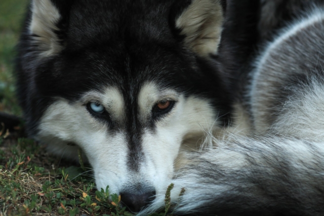 Husky