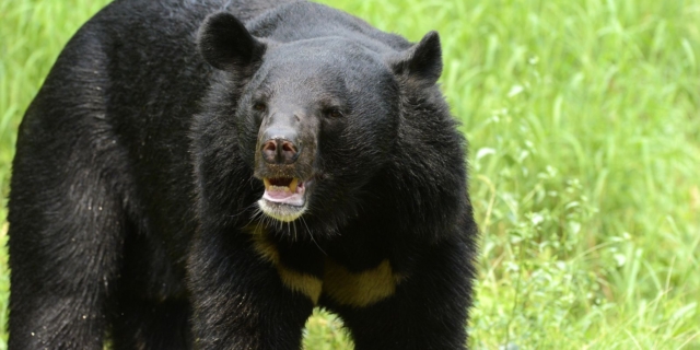 Asiatic Black Bear