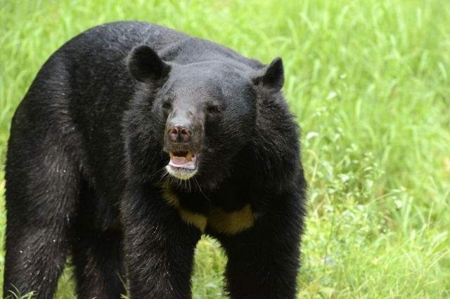 Asiatic Black Bear