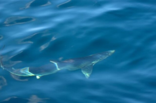 Καρχαρίας (φωτογραφία αρχείου)
