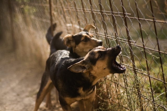 Θεσσαλονίκη: Στη φυλακή ο ιδιοκτήτης των σκύλων που σκότωσαν την 50χρονη