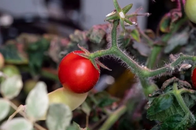 Βρέθηκε η ντομάτα που είχε εξαφανιστεί από το Διεθνή Διαστημικό Σταθμό
