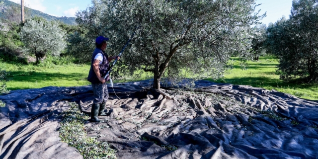 Φρικτό ατύχημα στην Κρήτη: Αγρότης τραυματίστηκε με αλυσοπρίονο στην πλάτη