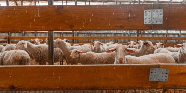 Ένα Διαμάντι στον Μαραθώνα για λαχανικά και γαλακτοκομικά