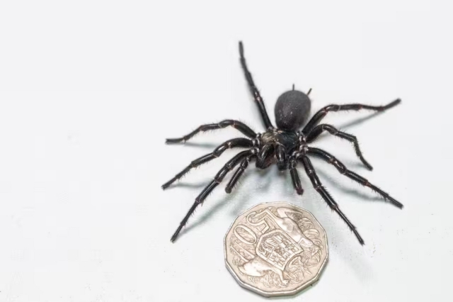 Βρέθηκε η μεγαλύτερη και πιο δηλητηριώδης αράχνη στον κόσμο