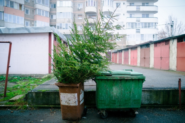Χριστουγεννιάτικα δέντρα: Τι να τα κάνετε μετά τις γιορτές