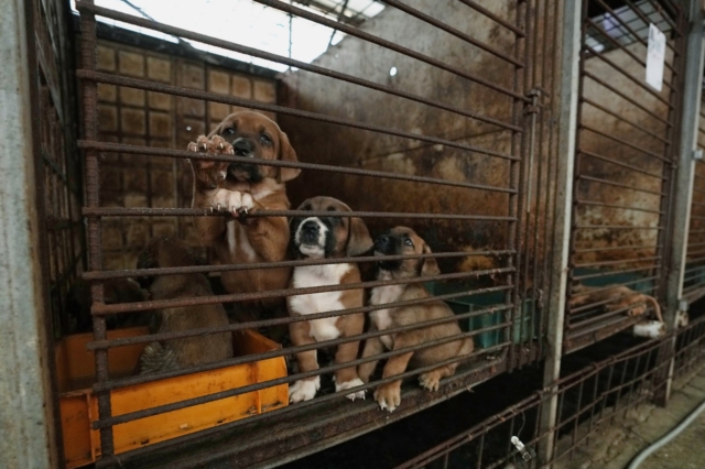 Νότια Κορέα: Απαγορεύει το εμπόριο και την κατανάλωση κρέατος σκύλου