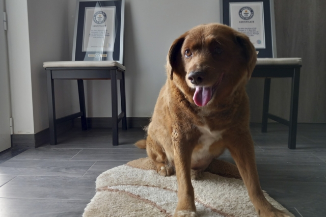 Ο Μπόμπι είχε κερδίσει τον τίτλο του γηραιότερου σκύλου στον κόσμο