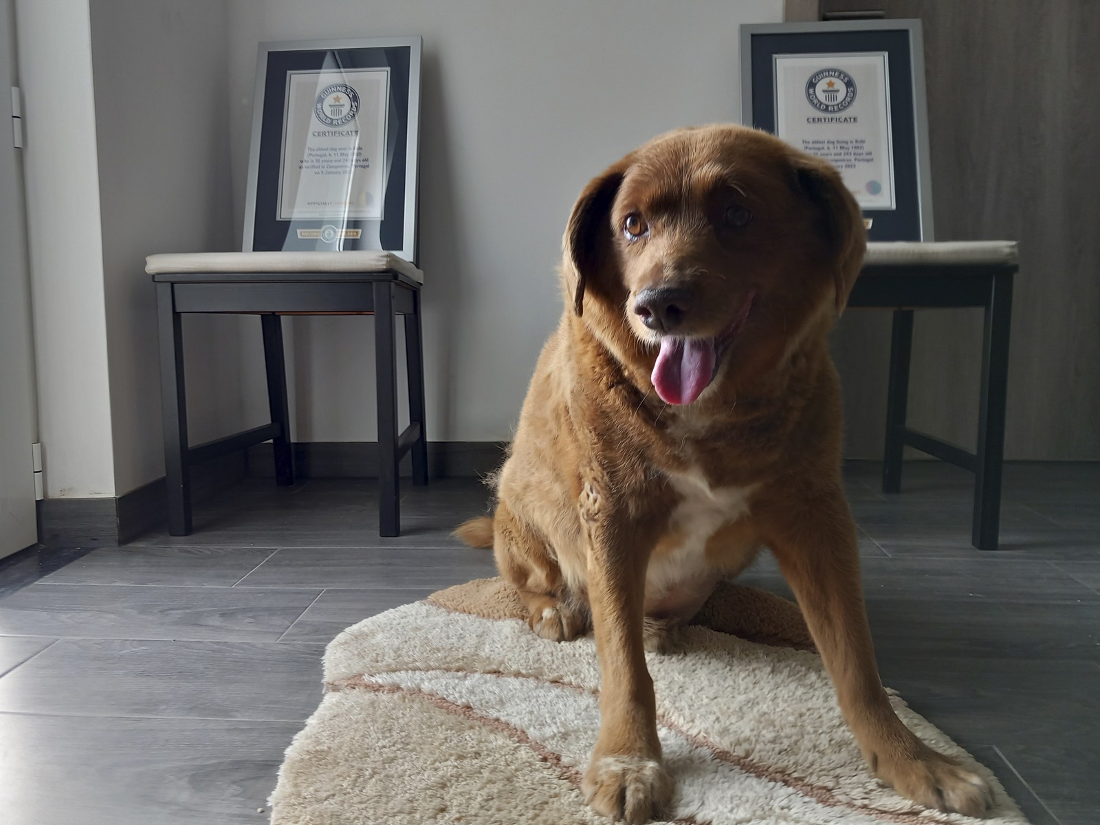 Ο Μπόμπι είχε κερδίσει τον τίτλο του γηραιότερου σκύλου στον κόσμο