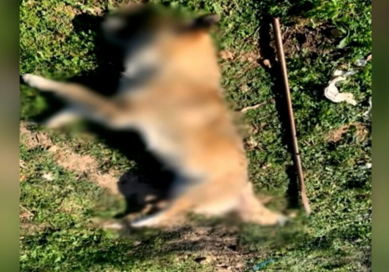 Μέγαρα: Εισαγγελική παρέμβαση για τον μέχρι θανάτου βασανισμό σκύλου