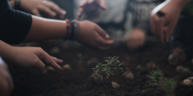Δράση μεταφύτευσης βλαστών σε καμένο δάσος στην Ρόδο από σχολεία της Χάλκης, της Σύμης και της Ρόδου από την οργάνωση «Για τη Φύση» στο πλαίσιο του 6ου κύκλου του Προγράμματος «Σημεία Στήριξης», με χρηματοδότηση από το Costas M. Lemos Foundation.