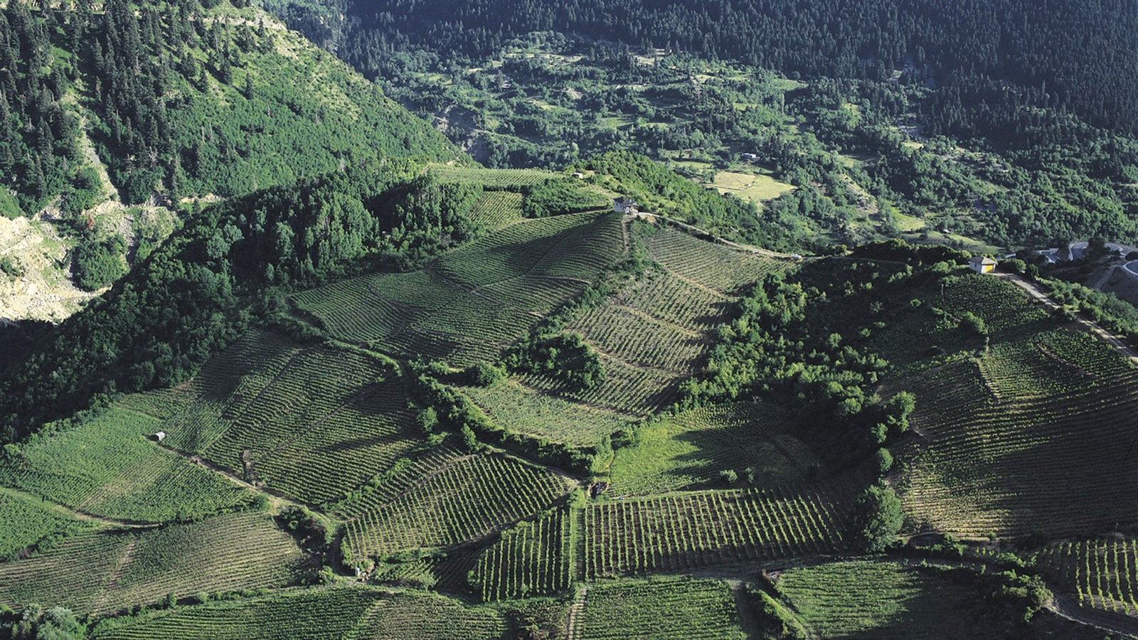 Οινοποιείο Κατώγι Αβέρωφ