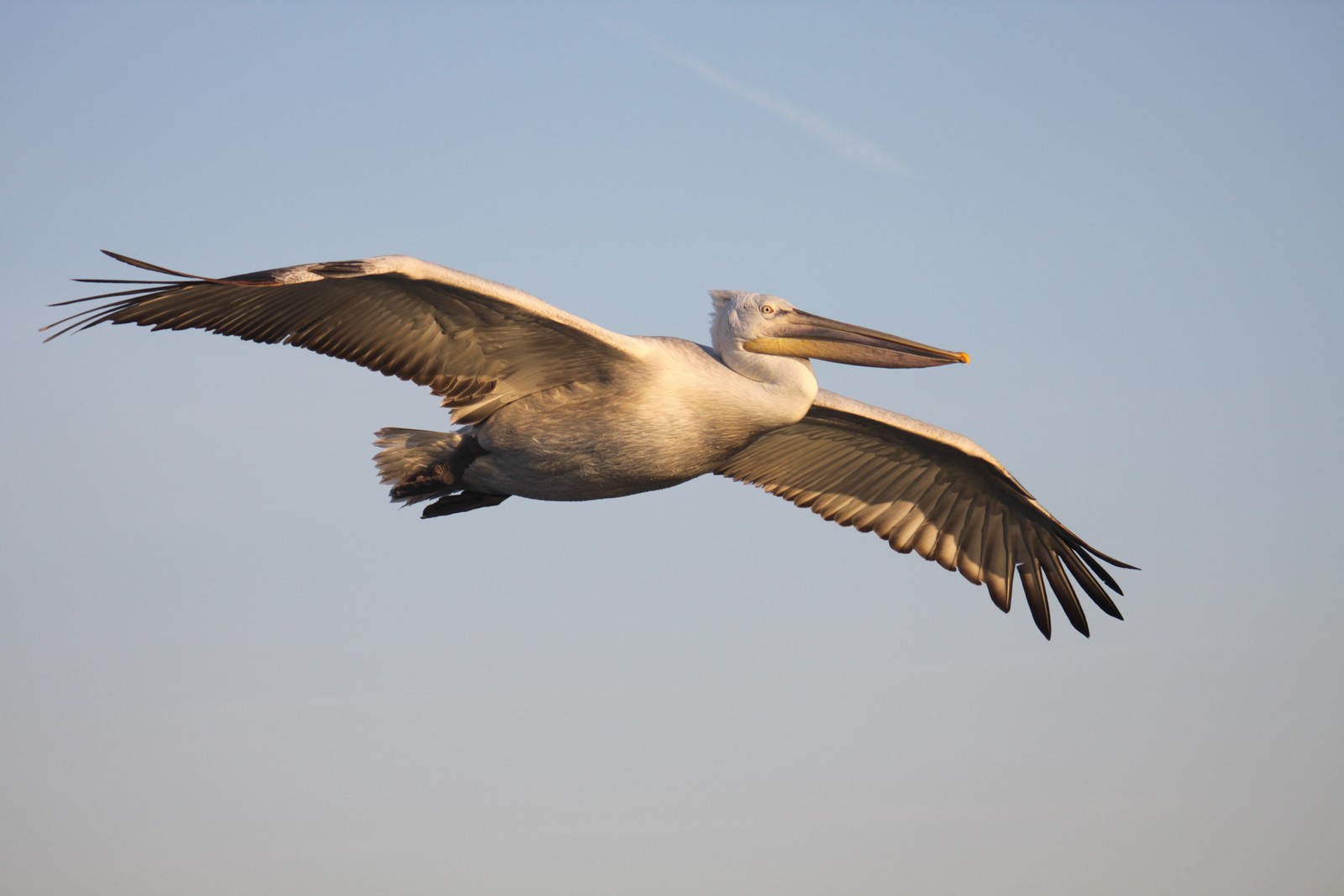 Αργυροπελεκάνος