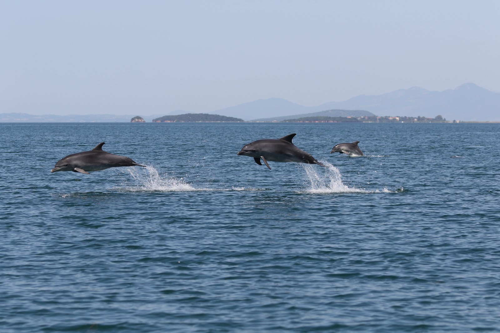 Δελφίνια στον Αμβρακικό Κόλπο