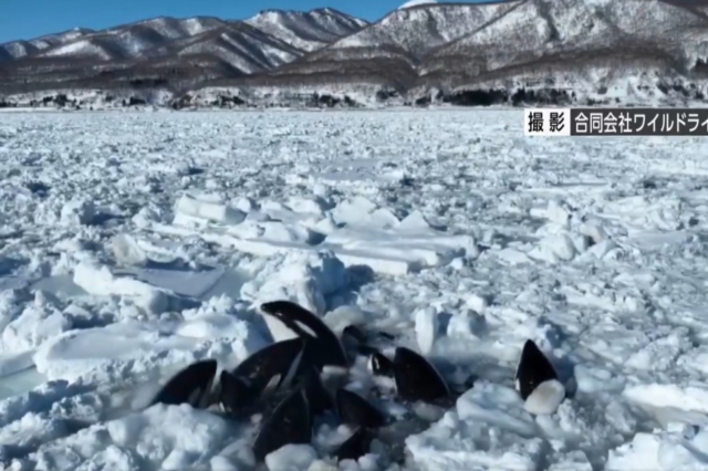 Όρκες εγκλωβισμένες στον πάγο προσπαθούν να αναπνεύσουν – Συγκλονιστικές εικόνες