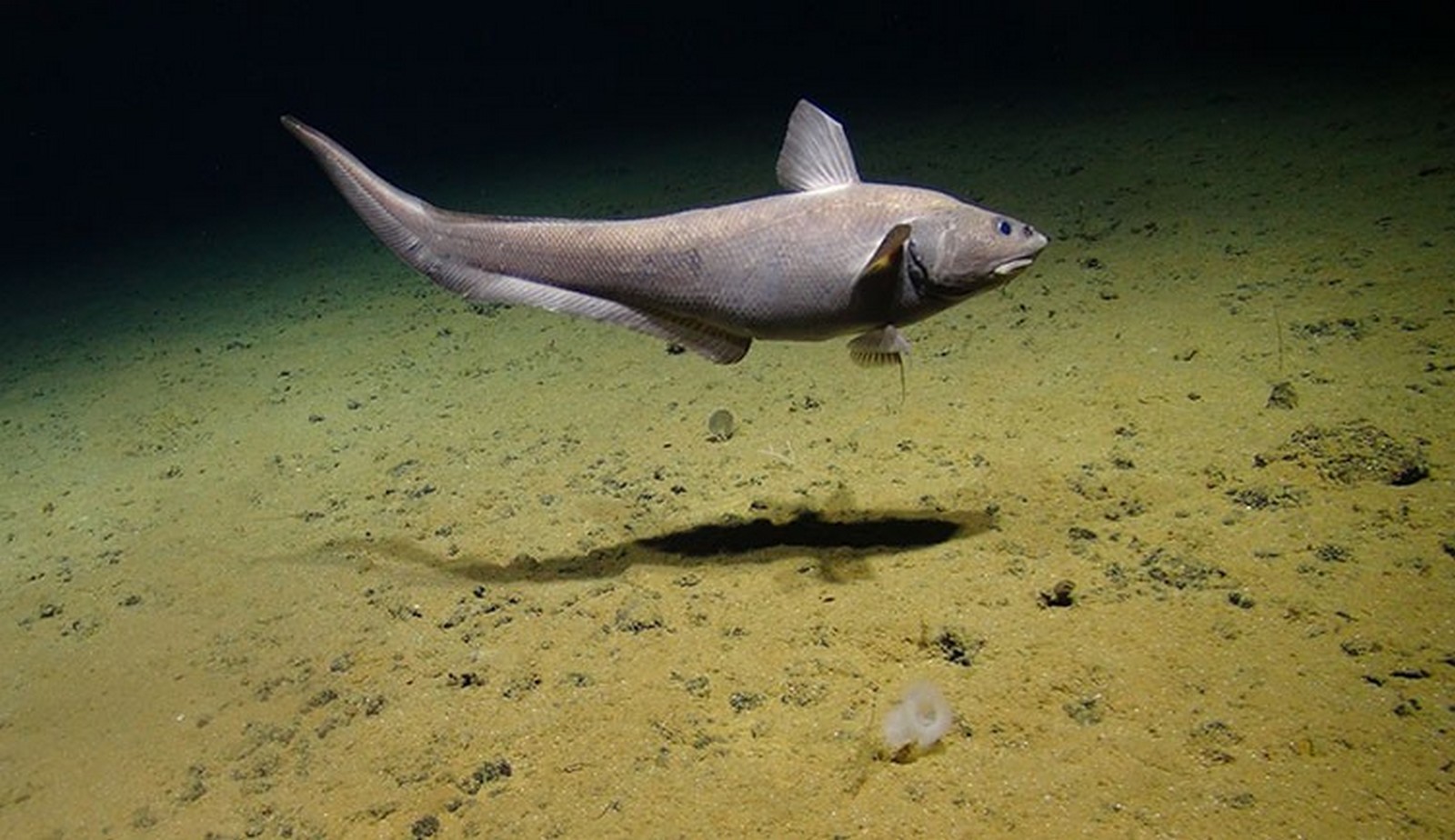 fish 1