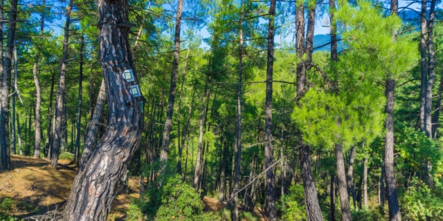 Μονοπάτι στο Μαίναλο