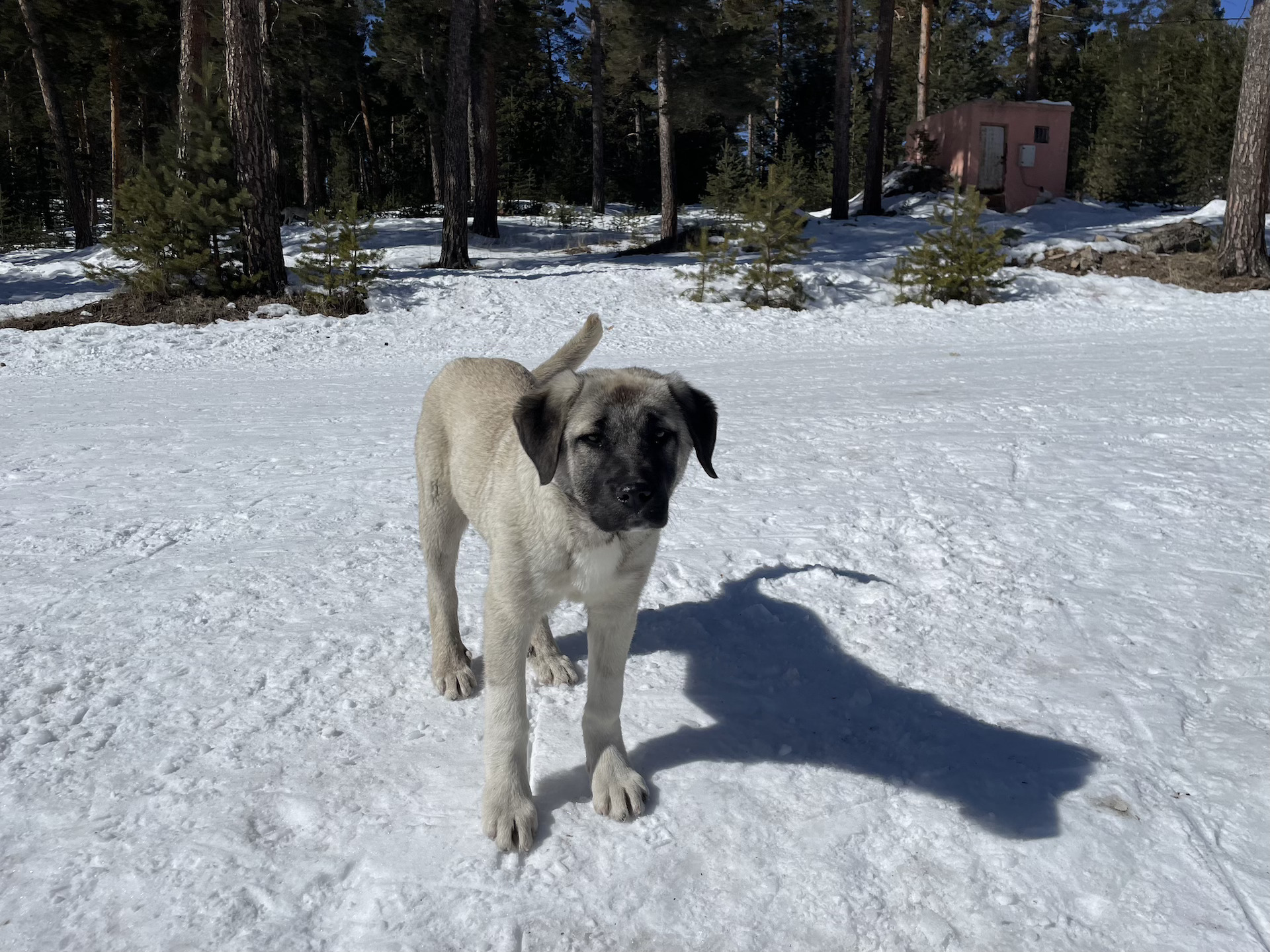 Χιονοδρομικό SariKamis