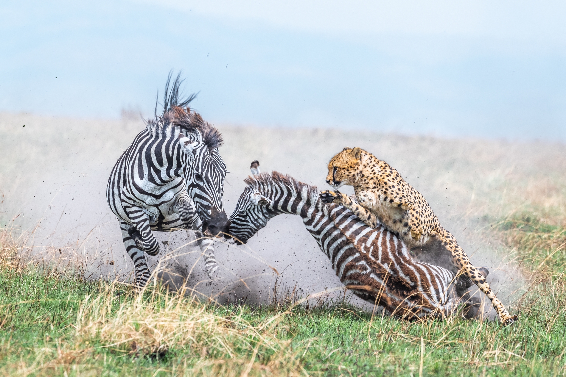 Those last seconds – Maasai Mara national reserve, Kenya