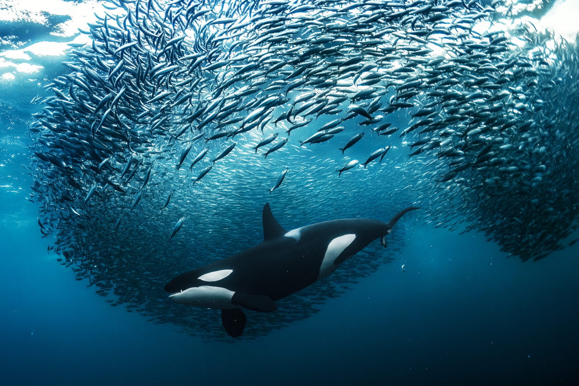 A female orca splitting a herring bait ball – Skjervøy, Norway