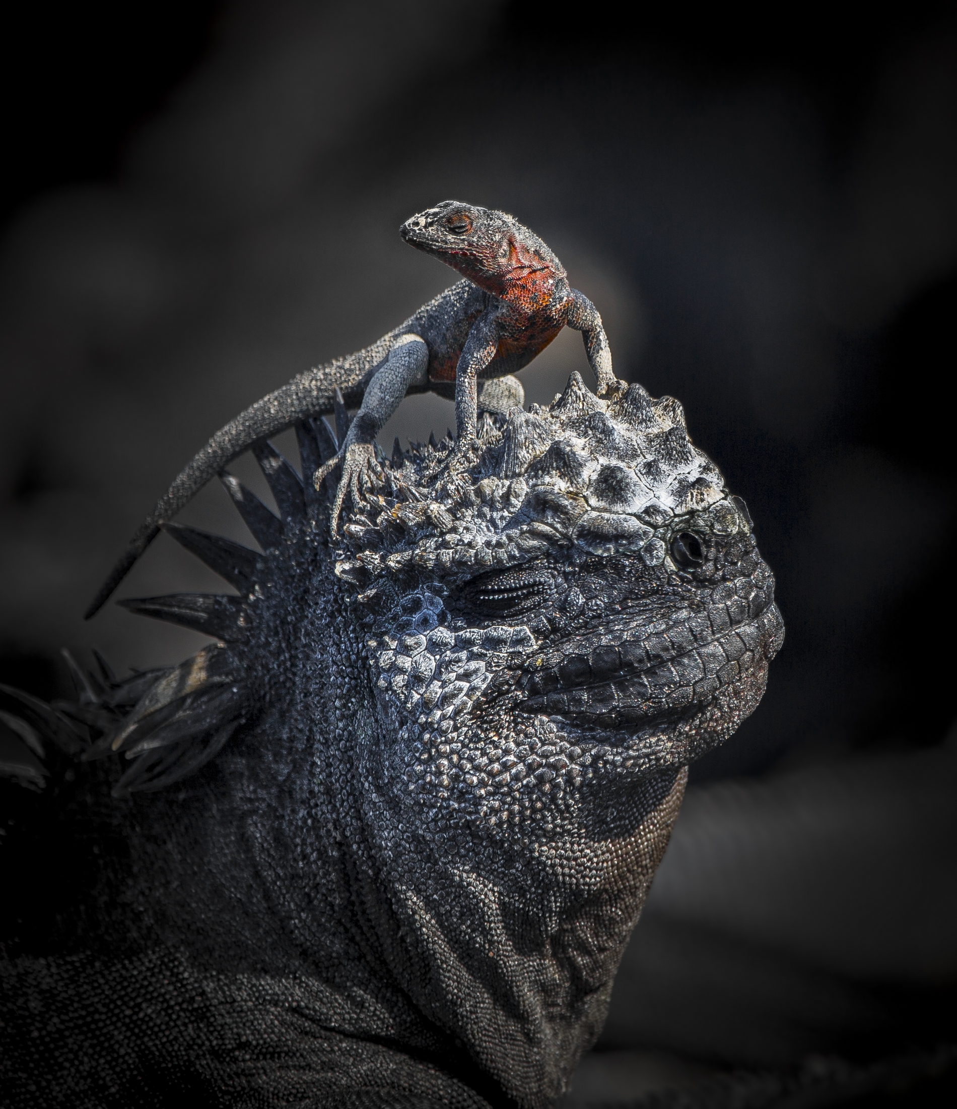A lava lizard standing on a marine iguana – Galapagos Islands
