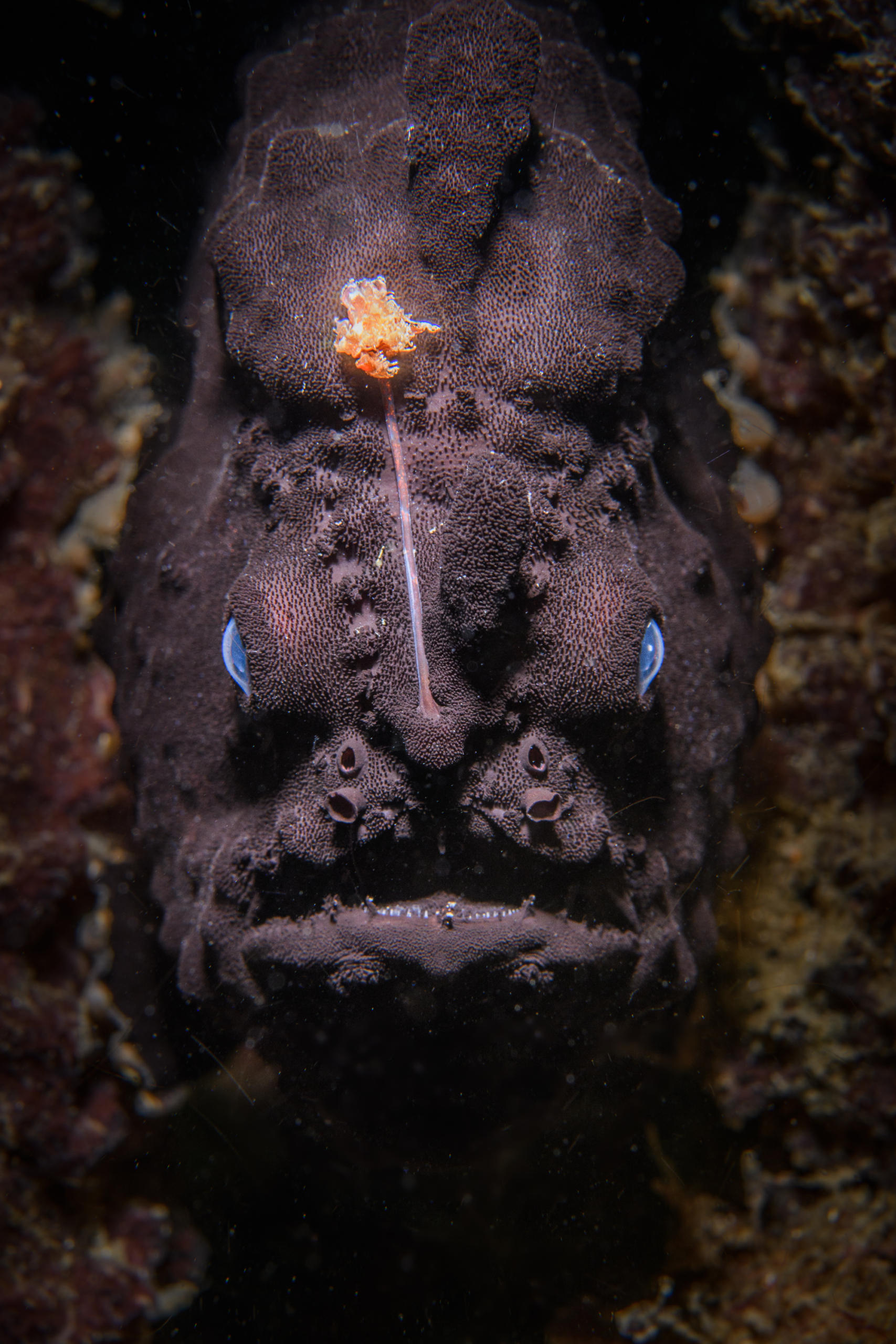 A black frogfish (or black anglerfish in Australia) – Kurnell, NSW, Australia