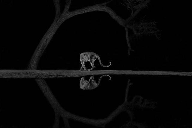 Graceful turn - East Rift Valley, Kenya