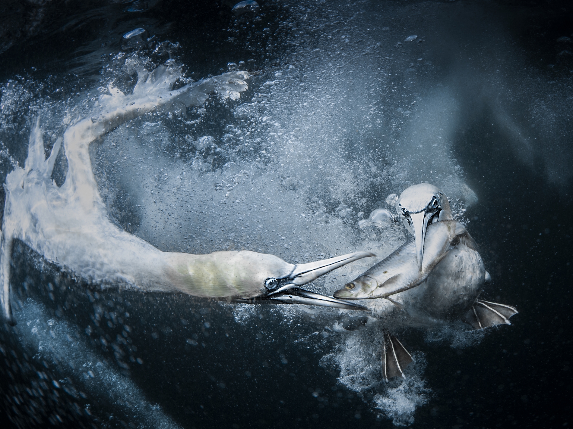 Underwater Gannets - Shetland Islands
