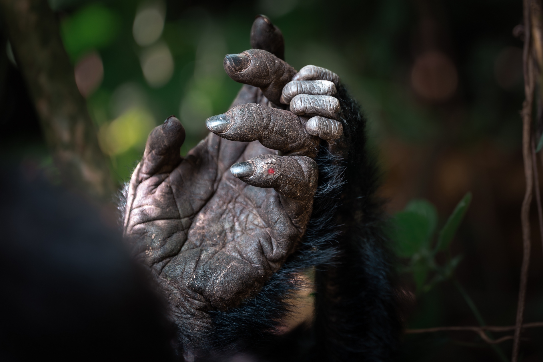 Mother and infant gorilla - Bwindi Impenetrable Forest, Uganda