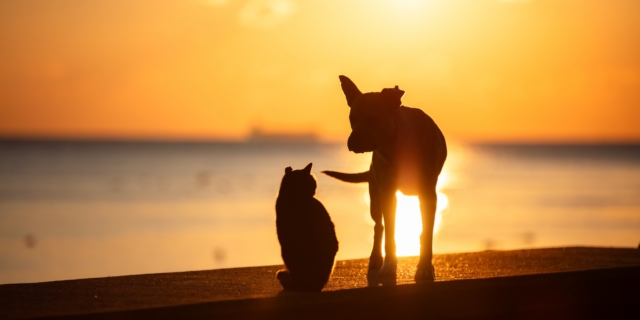 Ρωσία: To τραγούδι του έγινε “ύμνος” για τα αδέσποτα και απαγόρευσαν τη μουσική του