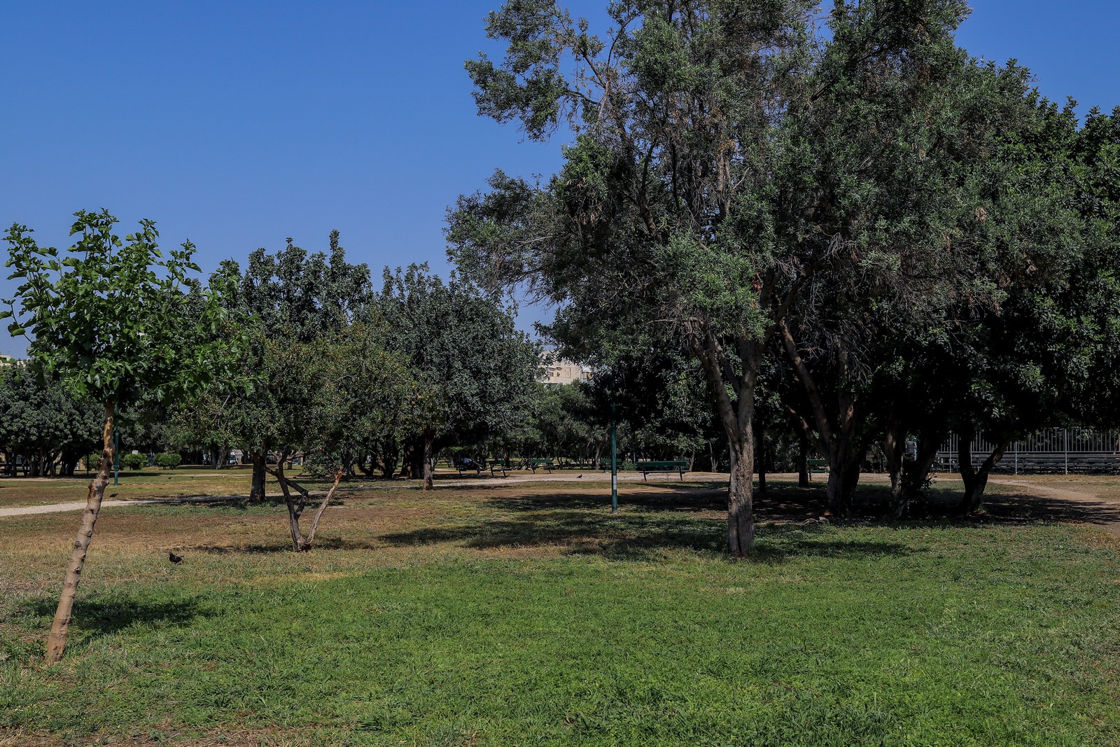 Το πάρκο της Ακαδημίας Πλάτωνος στον Κολωνό