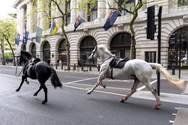 Βίντεο: Άλογα καλπάζουν ελεύθερα στο κεντρικό Λονδίνο – Το ένα καλυμμένο στα αίματα