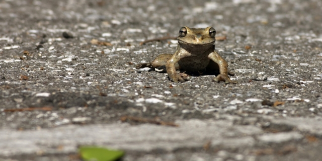 Ρωσία: Εθελοντές στην Αγία Πετρούπολη βοηθούν βατράχους να διασχίσουν τον δρόμο