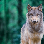 Τι ισχύει τελικά με τους μεταλλαγμένους λύκους του Τσερνόμπιλ