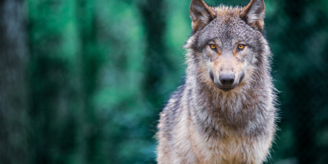 Τι ισχύει τελικά με τους μεταλλαγμένους λύκους του Τσερνόμπιλ