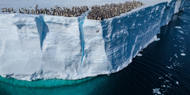 Το National Geographic και ο Bertie Gregory δημοσίευσαν πρωτοφανή και εντυπωσιακά πλάνα από τη συμπεριφορά των αυτοκρατορικών πιγκουίνων