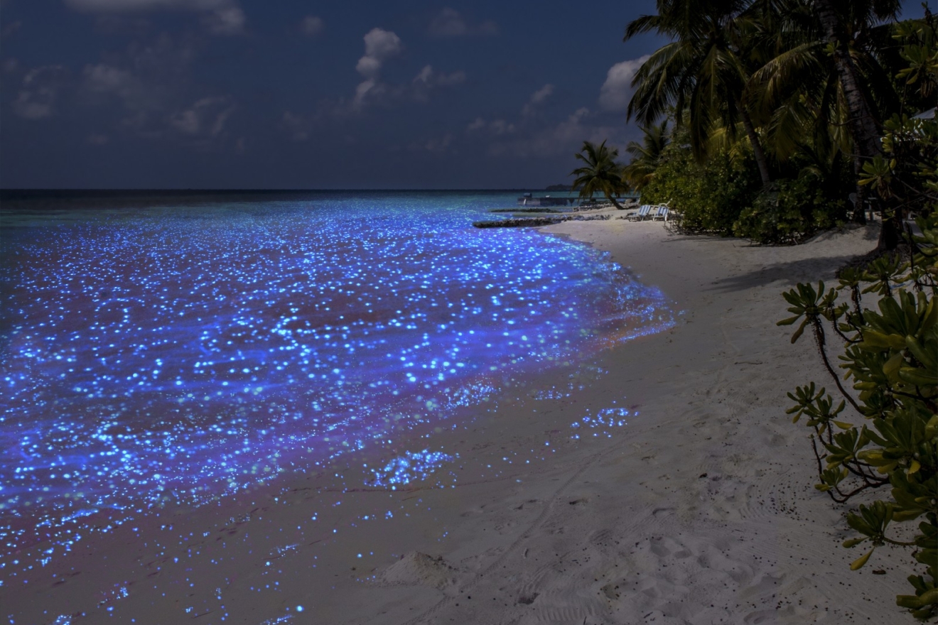 Θάλασσα των αστεριών, Μαλδίβες