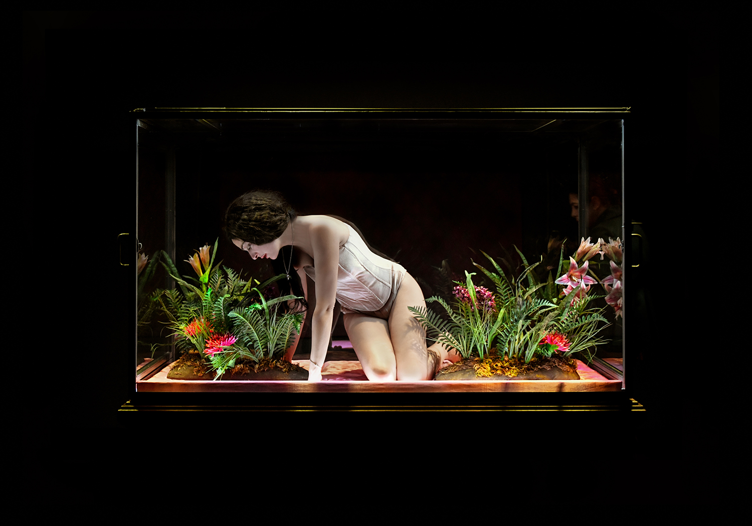 Amalia melancholia, η βασίλισσα των φοινίκων