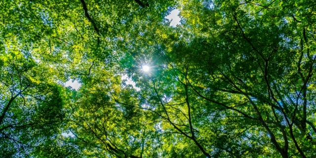Πώς η ανανέωση των δασών αντιστρέφει την υπερθέρμανση του πλανήτη