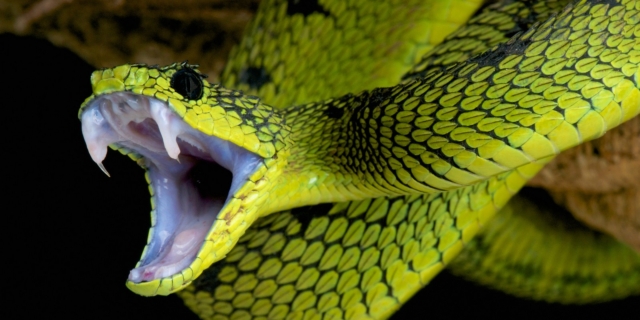 Δηλητηριώδες φίδι