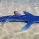 Γλυφάδα: Καρχαριοειδές εντοπίστηκε στη μαρίνα - Βίντεο