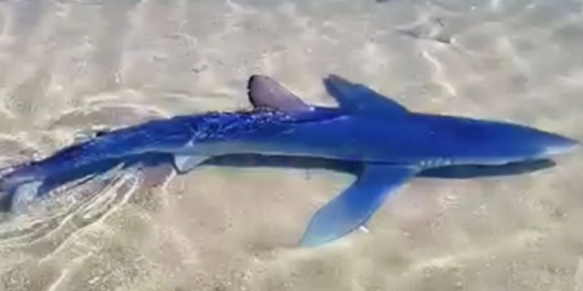 Γλυφάδα: Καρχαριοειδές εντοπίστηκε στη μαρίνα – Βίντεο